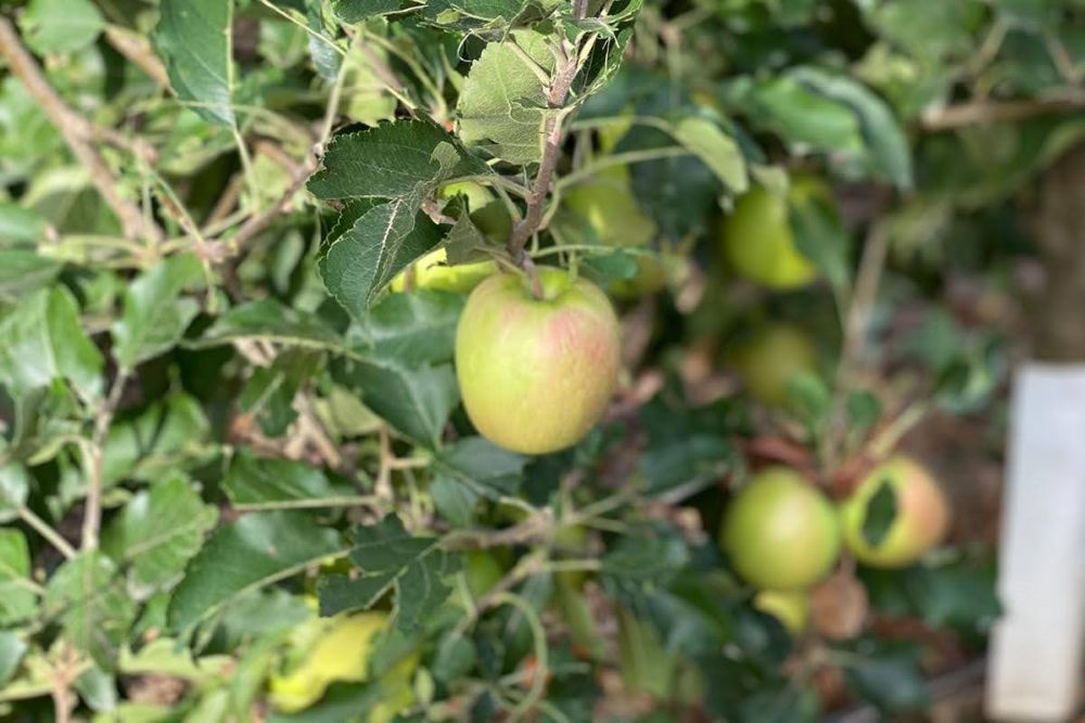 An apple in the process of changing from green to pink. Photo credit: Gildas Guibert