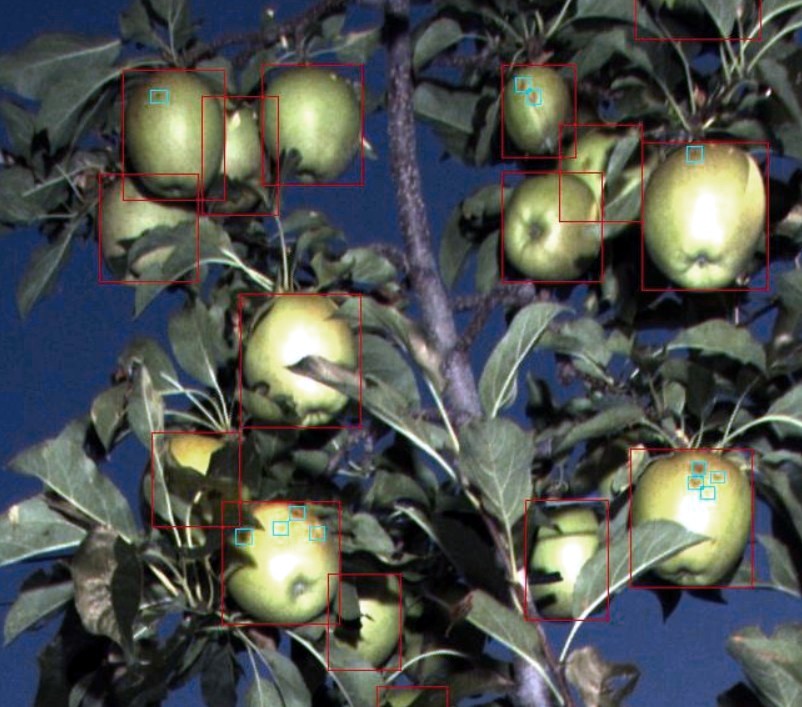 Apple hail damage, blemishes highlighted in blue