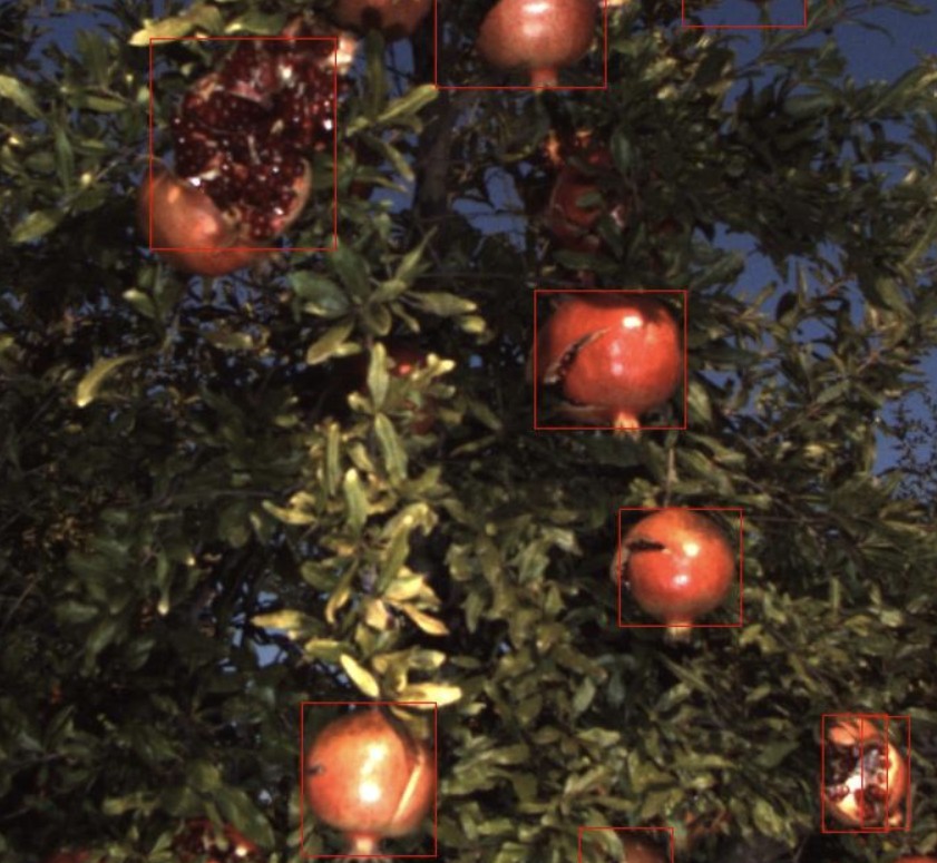 Split pomegranate detections