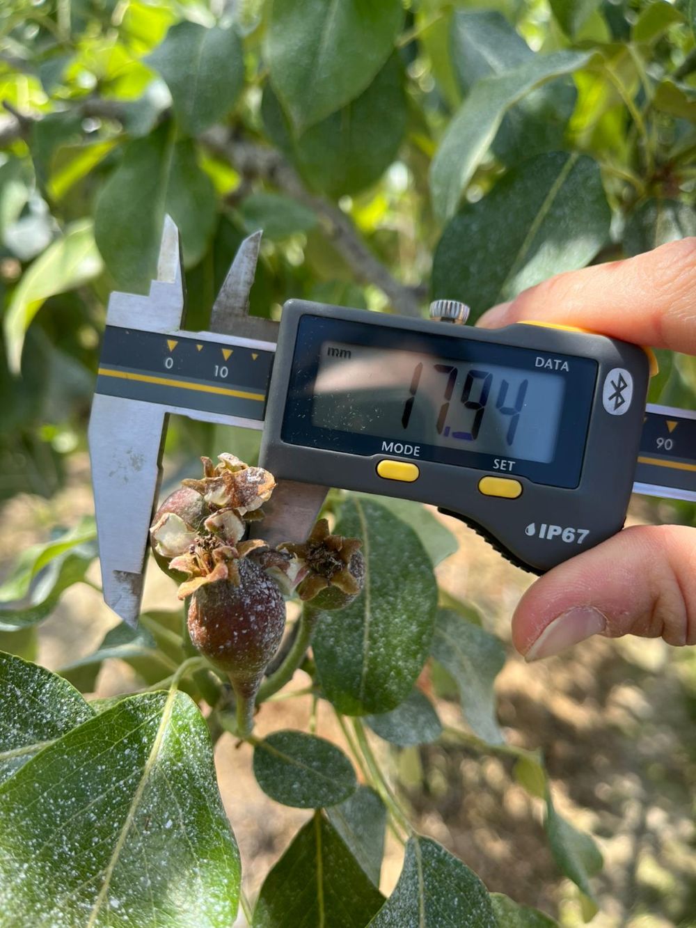 Manual caliper measurement of apple fruitlets