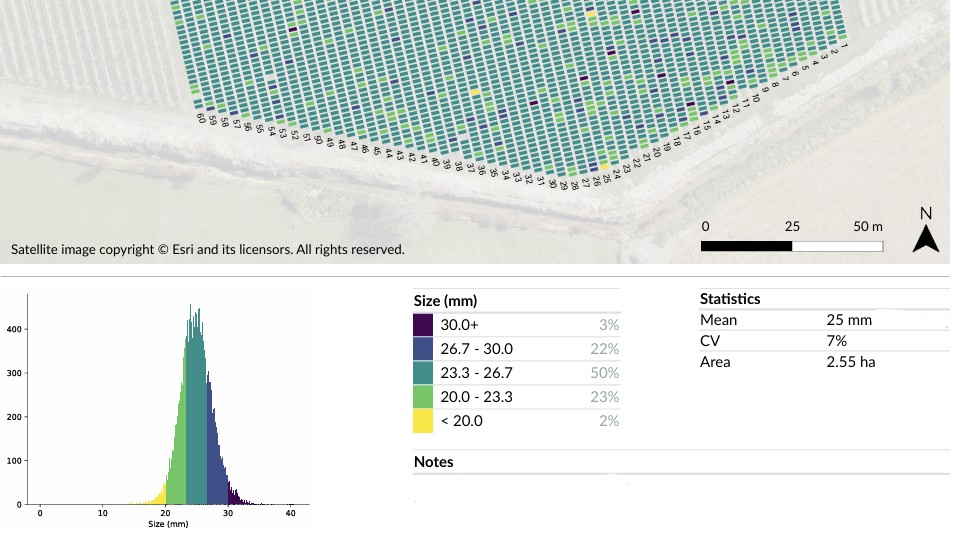 Green Atlas Cartographer report extract showing fruit size distribution