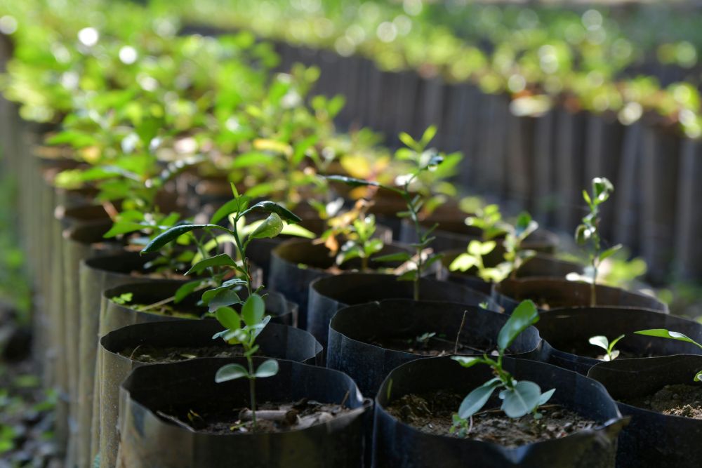 Apple saplings waiting to be planted in an orchard