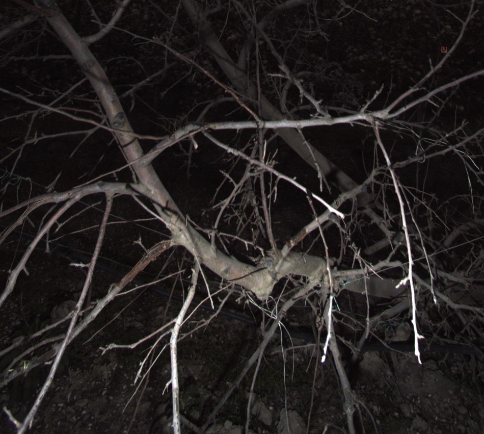 Dead tree in an apple orchard