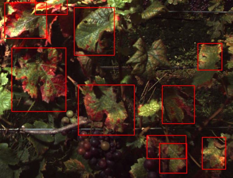 Leaf Roll Virus detected in a grape vine