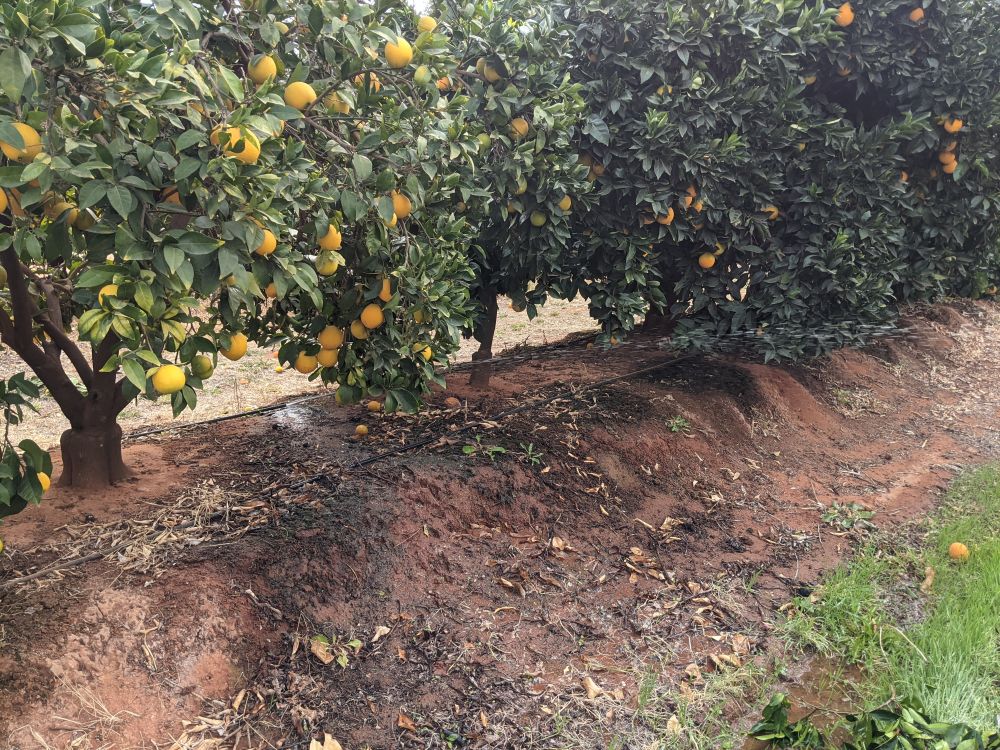 Sequential high and low yielding orange trees