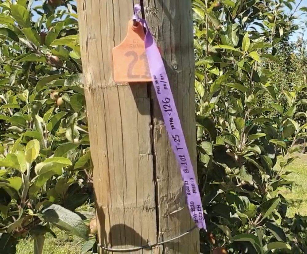 Manual and ephemeral note taking within an orchard