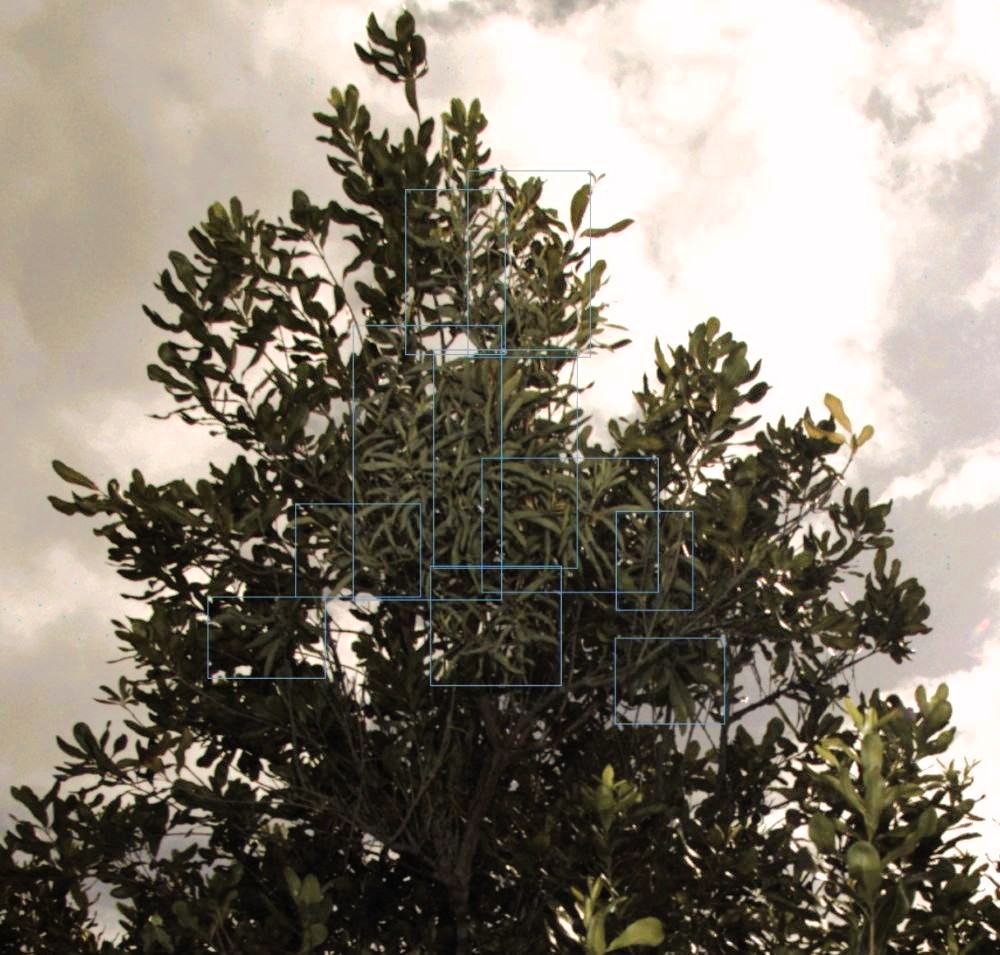 Invasive mistletoe high up within a macadamia canopy