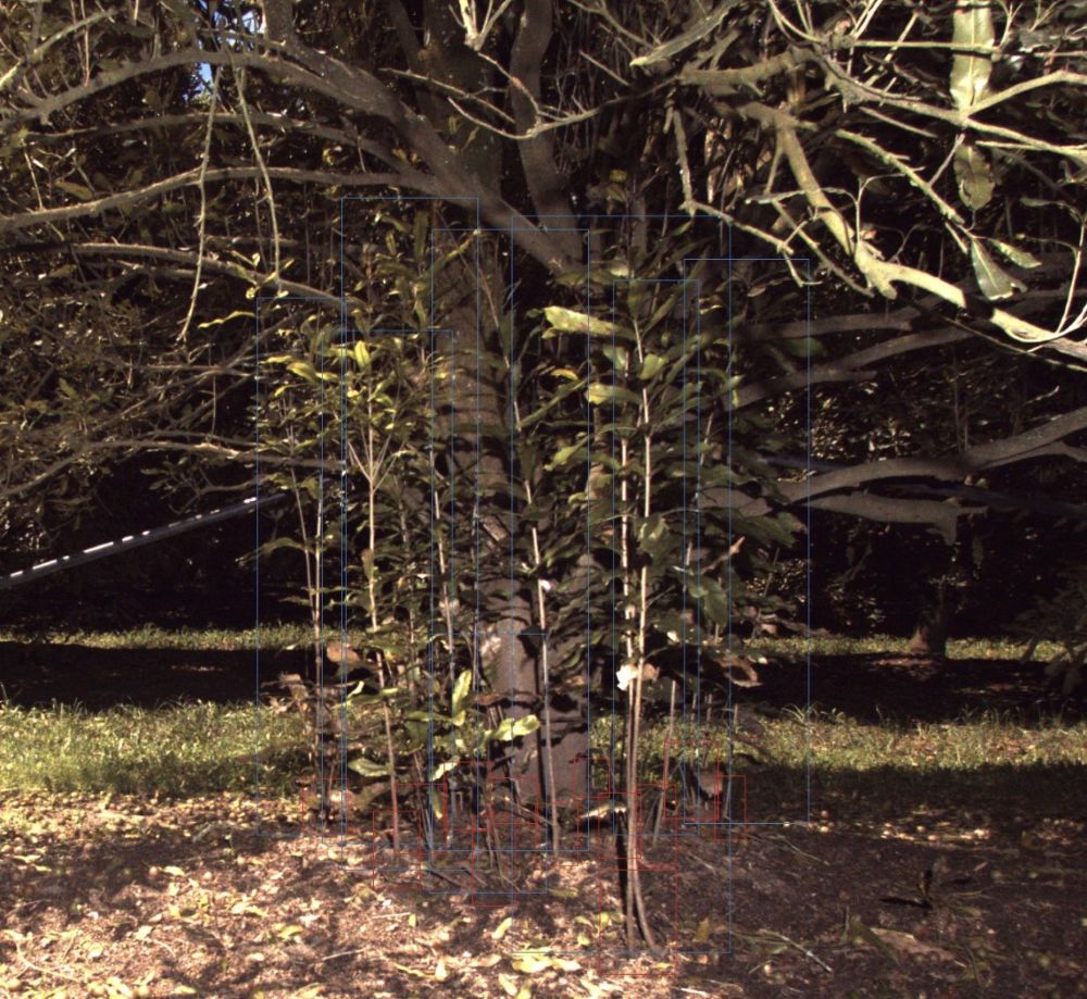 Rootstock suckers