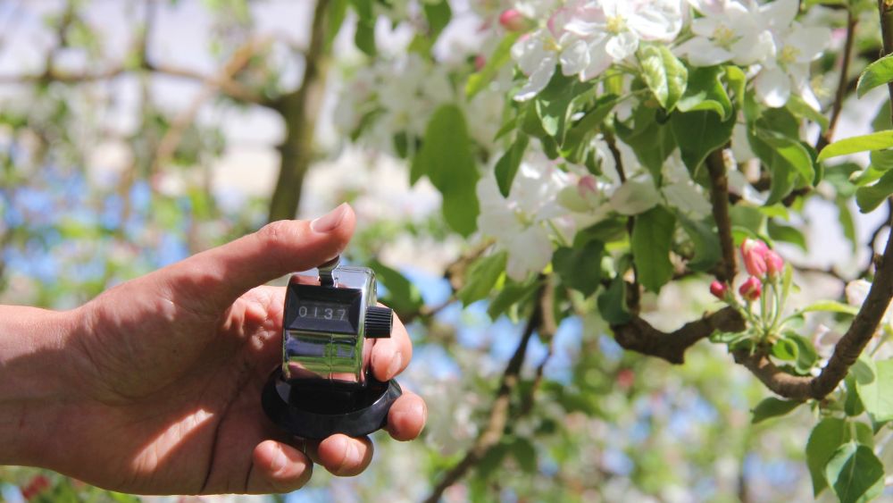 Manual fruit and flower counting