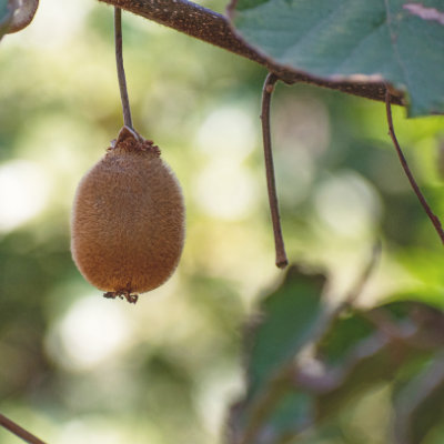 Kiwifruit