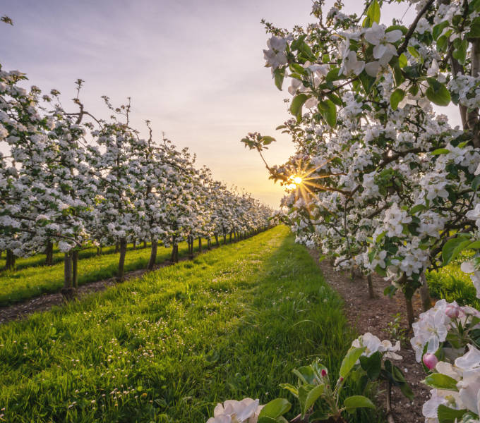 One-off orchard mapping