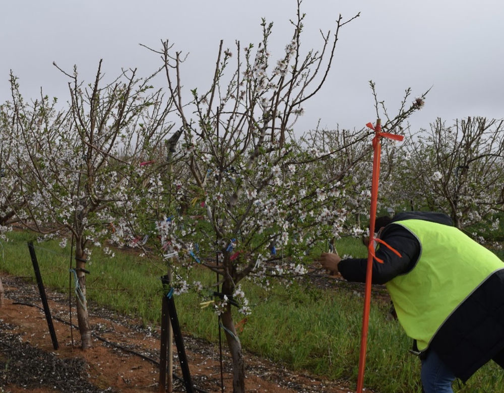Labour-intensive manual flower counting