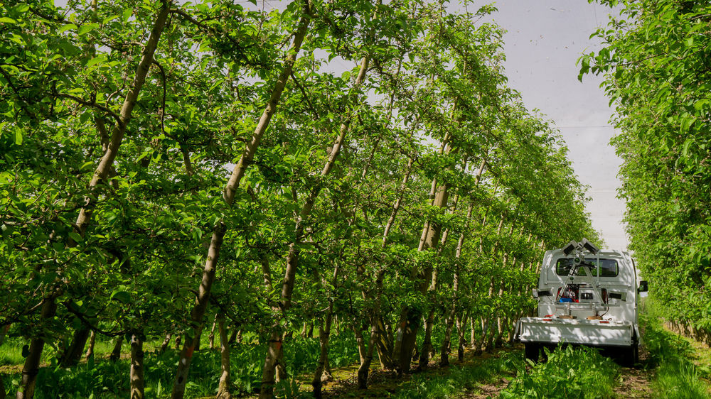 Green Atlas Cartographer in apple orchard