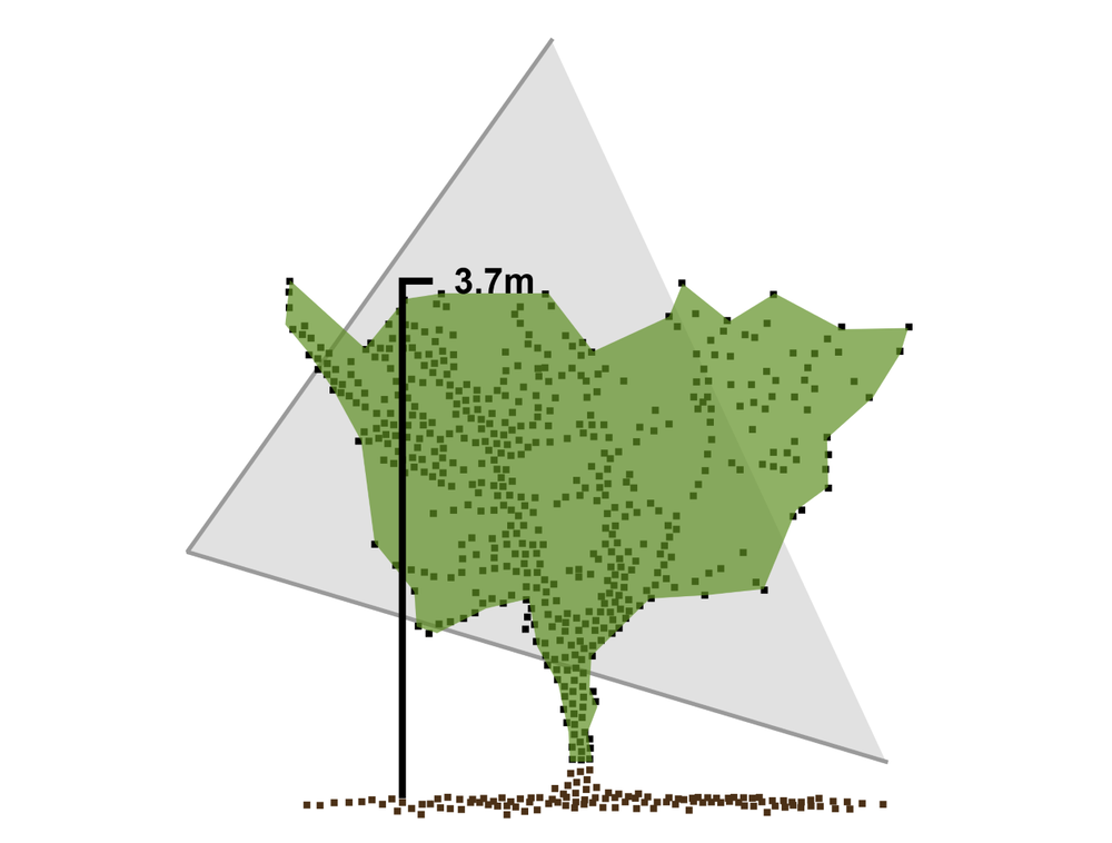 LiDAR scan of tree canopy